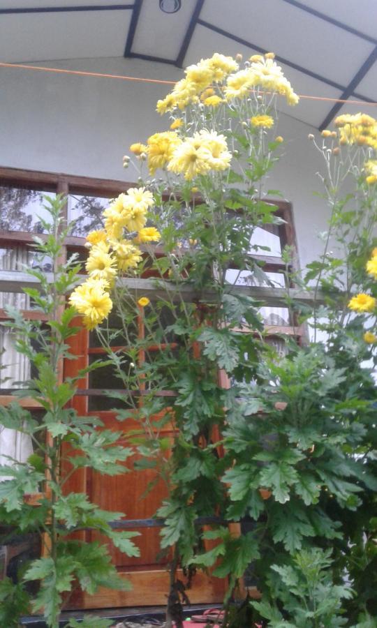 Bed and Breakfast Lily Adam'S Peak Nallathanniya Exterior foto